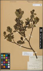 Foto von Salix myrsinifolia Salisb. x Salix phylicifolia L.